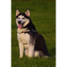Husky: This Is a General Name for a Sled-Type of Dog Used in Northern Regions, Differentiated from Other Sled-Dog Types by Th