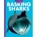 Curious about Basking Sharks