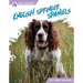 English Springer Spaniels