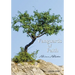 Vanguards of Faith: Learning to Live by Faith Alone