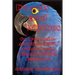 Parrots and Witches: Or, Love. Desire. Ambition. Faith. Without Them, Life Is So Simple, Believe Me