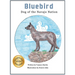 Bluebird: Dog of the Navajo Nation