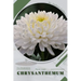 Chrysanthemum: Plant Guide