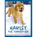 Harley the Snowdiver: Adventures with the Woodland Animals