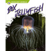 Box Jellyfish