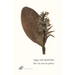 Des Voix Sous Les Pierres: Les Epitaphes de Spoon River