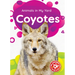 Coyotes