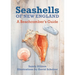 Seashells of New England: A Beachcomber's Guide