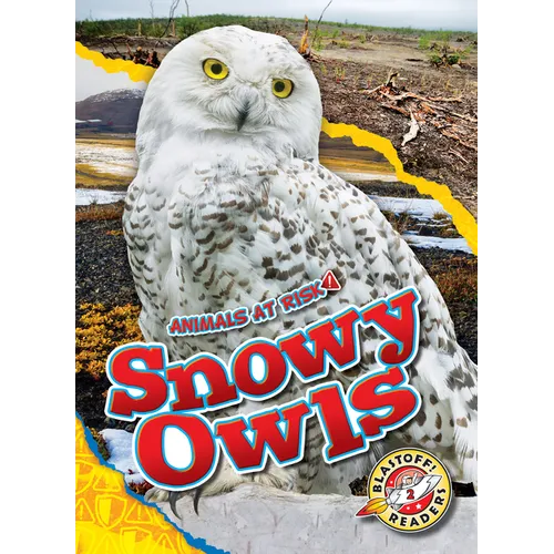 Snowy Owls