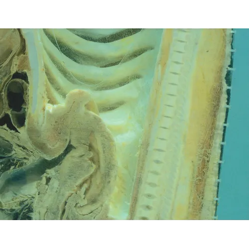 Damien Hirst: Requiem I