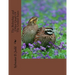 The Bobwhite and Other Quail Of The United States