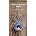 Massachusetts Birds