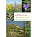 Wildflowers of the Adirondacks
