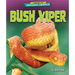 Bush Viper