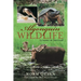 Algonquin Wildlife: Lessons in Survival
