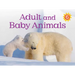 Adult and Baby Animals: English Edition