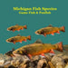 Michigan Game Fish and Panfish Species Kids Book: Great Book About the Different Types of Fish in Michigan