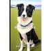 It's Time to Learn about Border Collies