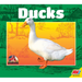 Ducks