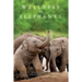 Wellness for Elephants: Proceedings of the Jacksonville Workshop