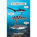 A to Z Sharks for Kids: 65 Sharks and 65 Unique Illustrations with Interesting and Fun Facts