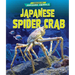 Japanese Spider Crab