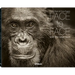 Face to Face: With the Great Apes