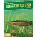 Snakehead Fish