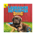 Labrador Retriever Puppies