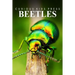 Beetles - Curious Kids Press: Kids book about animals and wildlife, Children's books 4-6