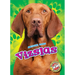 Vizslas