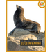 El León Marino: Spanish Edition