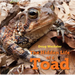 The Hidden Life of a Toad