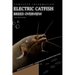 Electric Catfish: From Novice to Expert. Comprehensive Aquarium Fish Guide