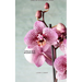 Orchid's Madrigal