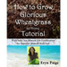 How to Grow Glorious Wheatgrass at Home Tutorial: With Salty Sea Mineral Eco-Fertilization for Superior Mineral Rich Soil
