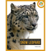 Snow Leopard