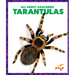 Tarantulas