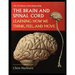 The Brain and Spinal Cord: Learning How We Think, Feel and Move
