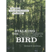 Stalking the Ghost Bird: The Elusive Ivory-Billed Woodpecker in Louisiana