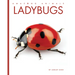 Ladybugs