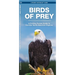 Birds of Prey: An Introduction to Familiar North American Species