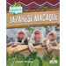 Japanese Macaque