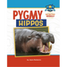 Pygmy Hippos