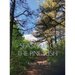 Seasons of the Pine Bush