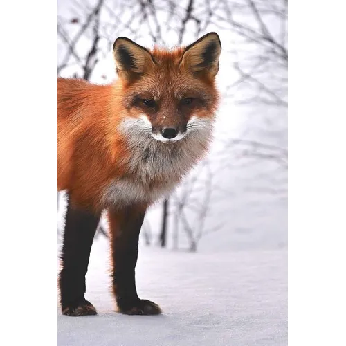 Fox: The Red Fox's Resourcefulness Has Earned It a Legendary Reputation for Intelligence and Cunning.