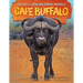Cape Buffalo