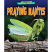 Praying Mantis