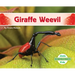 Giraffe Weevil