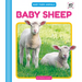 Baby Sheep